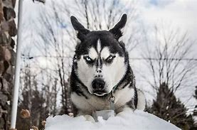 Image result for Proud Husky in the Snow