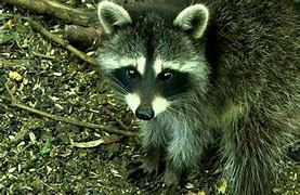 Image result for Raccoon Kits