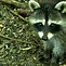 Image result for Raccoon Kits