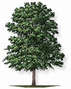 Image result for Nuttall Oak Tree