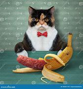 Image result for Cat Eating Sausage