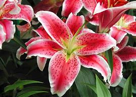 Image result for Wild Lily