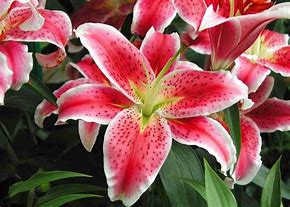 Image result for Wild Lily Plants Outdoors