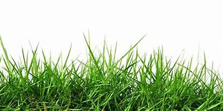 Image result for Background Rumput Game