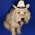 Image result for Dog Cowboy Hat