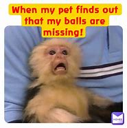 Image result for Gouhl Balls Meme