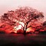 Image result for Sad Red Tree