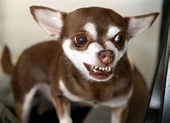 Image result for Dog Bite Injury Pics