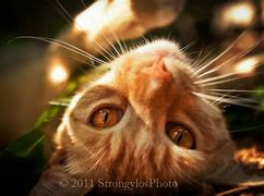 Image result for Ginger Cat with Amber Eyes