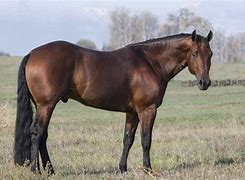 Image result for Light Brown Horse Stallion