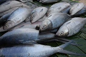 Image result for Macam Macam Ikan Laut