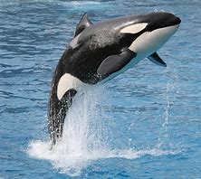 Image result for Orca Adopt