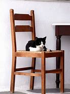 Image result for Cat On Chair