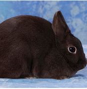 Image result for Black Satin Rabbit