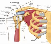 Image result for Shoulder