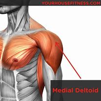 Image result for Shoulder Deltoid Anatomy