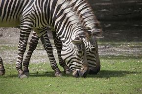 Image result for Equus Zebra Hartmannae