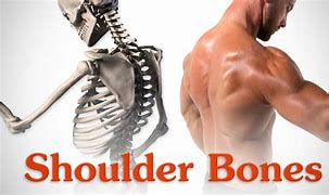 Image result for Shoulder Talons