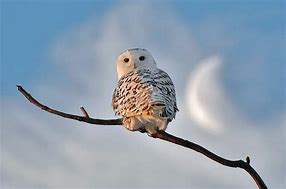 Image result for Snow Owl Cute