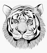 Image result for Tiger Doddle