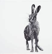 Image result for Master Hare Portrait