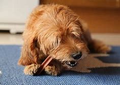 Image result for Tartar Buildup On Dog Teeth