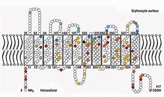 Image result for RH Blood Group System