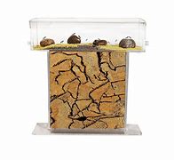 Image result for Real Ant Farm