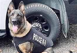 Image result for Police Car K9 Dog