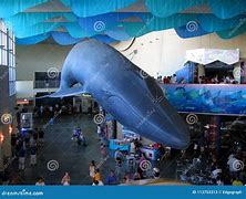 Image result for Blue Whale Aquarium of the Pacific