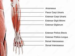 Image result for Hand On Lower Back