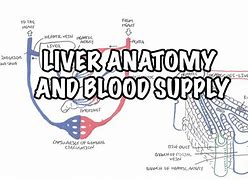 Image result for Liver Blood