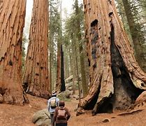 Image result for Sequoia Kings Canyon National Park