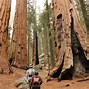 Image result for Sequoia and Kings Canyon Search and Rescue