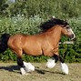 Image result for Most Beautiful Gypsy Horse