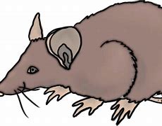 Image result for Dnd Rat Man PNG