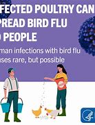 Image result for What Is the Bird Flu Virus