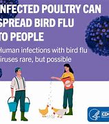 Image result for CDC Bird Flu Map Human