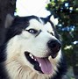 Image result for White Husky Wolf Dogs