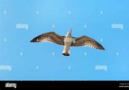 Image result for Seagull In-Flight