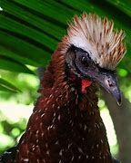 Image result for Crested Guan Bird