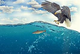 Image result for Eagle Catching Fish