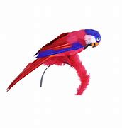 Image result for Parrot Bands