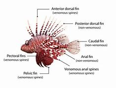 Image result for Lionfish Poison