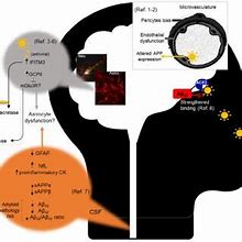 Image result for Cell Pathways Chart