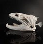 Image result for Fish Skull