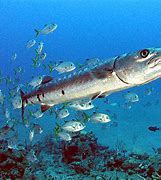 Image result for Barracuda Wallpaper