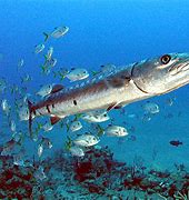 Image result for Barracuda Side Eye