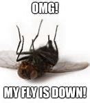 Image result for Fly Meme