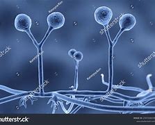 Image result for Fungal Hyphae and Spores